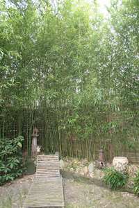 Bambus-Dresden: Phyllostachys bissetii - Ort: Dresden