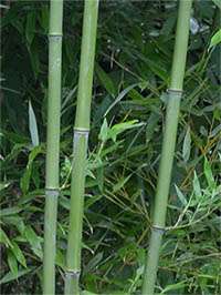 Phyllostachys bissetii