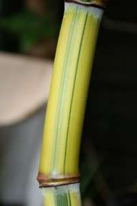 Bambus-Dresden: Halmansicht von Phyllostachys aureosulcata Spectabilis - Ort: Dresden