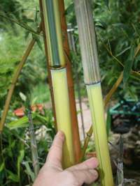 Bambus-Dresden: Detailansicht vom Halm und gr�nem Sulcus von Phyllostachys aureosulcata Spectabilis - Ort: Dresden