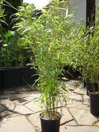 Produkt: Bambus-Dresden Phyllostachys Mannii