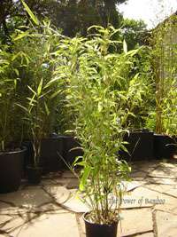 Bambus-Dresden: Phyllostachys Mannii H�he ca. 80 cm - Ort: Dresden