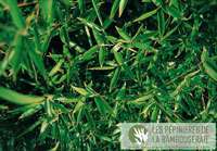 Bambus-Dresden: Ansicht der sattgr�nen Bl�tter von Phyllostachys Mannii - Ort: Dresden