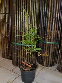Produkt: Bambus-Dresden Chimonobambusa Marmorea - Rarit�t