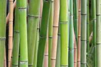 Bambus-Dresden: Phyllostachys Pubescens Moso - Ort: Dresden