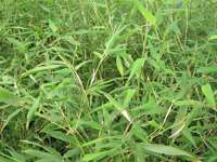 Bambus-Dresden: Phyllostachys bissetii - Ort: Dresden