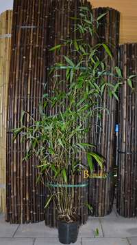 Bambus-Dresden: Phyllostachys atrovaginata - H�he 150 cm - Ort: Dresden