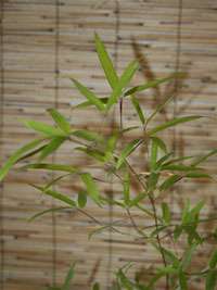 Produkt: Bambus-Dresden Phyllostachys decora