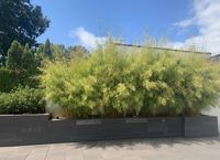 Bambus-Dresden: Fargesia robusta campbell - Hecke - Ort: Dresden