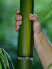 Bambus-Dresden: Aufnahme von Phyllostachys vivax huangwenzhu - Ort: Dresden
