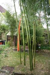 Bambus-Dresden: Halmaustrieb von Phyllostachys vivax  - Ort: Dresden