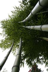 Bambus-Dresden: Detailansicht vom Phyllostachys vivax huangwenzhu - Ort: Dresden