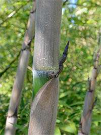 Produkt: Bambus-Dresden Phyllostachys Nigra Henonis