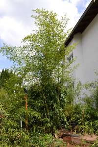 Bambus-Dresden: Phyllostachys aureosulcata Spectabilis - Ort: Dresden