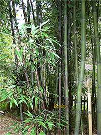 Bambus-Dresden: Bambushain mit Phyllostachys nigra Boryana - Ort: Dresden