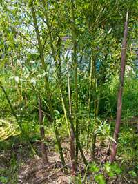 Bambus-Dresden: Phyllostachys parvifolia - Ort: Dresden