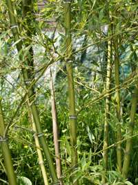 Produkt: Bambus-Dresden Phyllostachys parvifolia