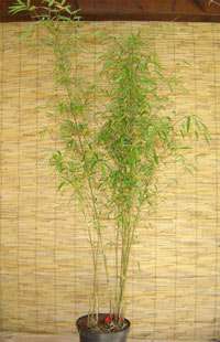 Produkt: Bambus-Dresden Fargesia (Borinda) angustissima