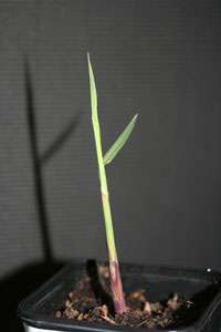 Bambus-Dresden: Miscanthus Giganteus Riesen Chinaschilf - Ort: Dresden