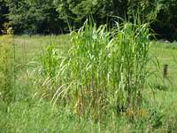 Bambus-Dresden: Miscanthus Riesen Chinaschilf - 2-j�hrig - Ort: Dresden