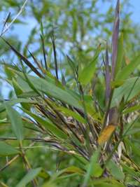 Bambus-Dresden: Phyllostachys arcana Luteosulcata Bl�te 2014 in der N�he von K�ln - Ort: Dresden
