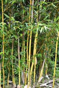 Bambus-Dresden: Phyllostachys aureosulcata Aureocaulis mit neuen Halmen - Ort: Dresden