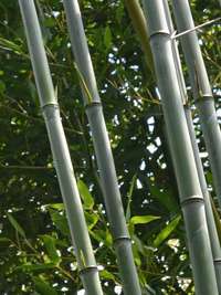 Bambus-Dresden: Phyllostachys aureosulcata alata - typische olivf�rbung der Halme - Ort: Dresden