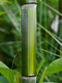 Bambus-Dresden: Detailansicht vom Bambushalm Phyllostachys aureosulcata harbin - Ort: Dresden