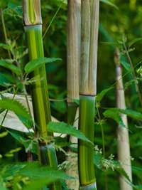 Bambus-Dresden: Phyllostachys aureosulcata harbin - Ort: Dresden