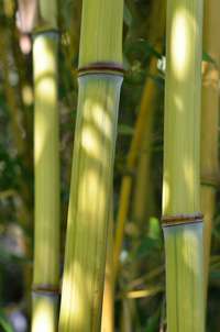 Produkt: Bambus-Dresden Phyllostachys aureosulcata Harbin Inversa
