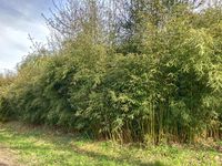 Bambus-Dresden: Fargesia robusta campbell - Hecke - Ort: Dresden