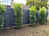 Bambus-Dresden: Fargesia robusta campbell - Neupflanzung - Ort: Dresden