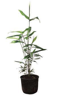Bambus-Dresden: Phyllostachys pubescens Moso - 10 Liter Topf 100 cm - Ort: Dresden