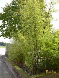 Bambus-Dresden: Bambushain von Phyllostachys Nigra Punctata - Ort: Dresden