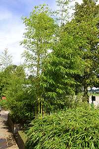Bambus-Dresden: Halmaustrieb von Phyllostachys vivax aureocaulis - Ort: Dresden