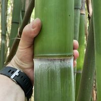 Bambus-Dresden: Frische Bambusstangen aus heimischem Anbau - nachhaltig & naturbelassen - Halmfarbe gr�n - Ort: Dresden