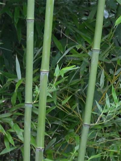 Bambus-Dresden: Halmansicht von Phyllostachys bissetii - Ort: Dresden