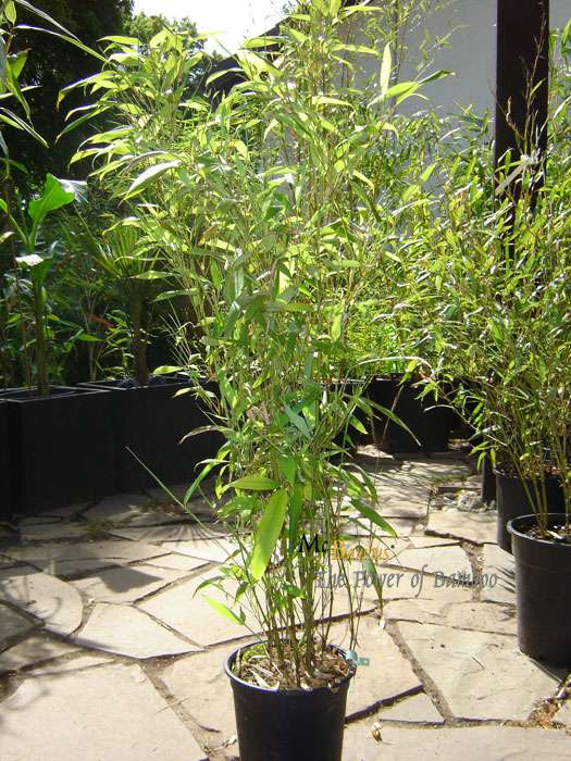 Bambus-Dresden: Phyllostachys Mannii H�he ca. 80 cm - Ort: Dresden