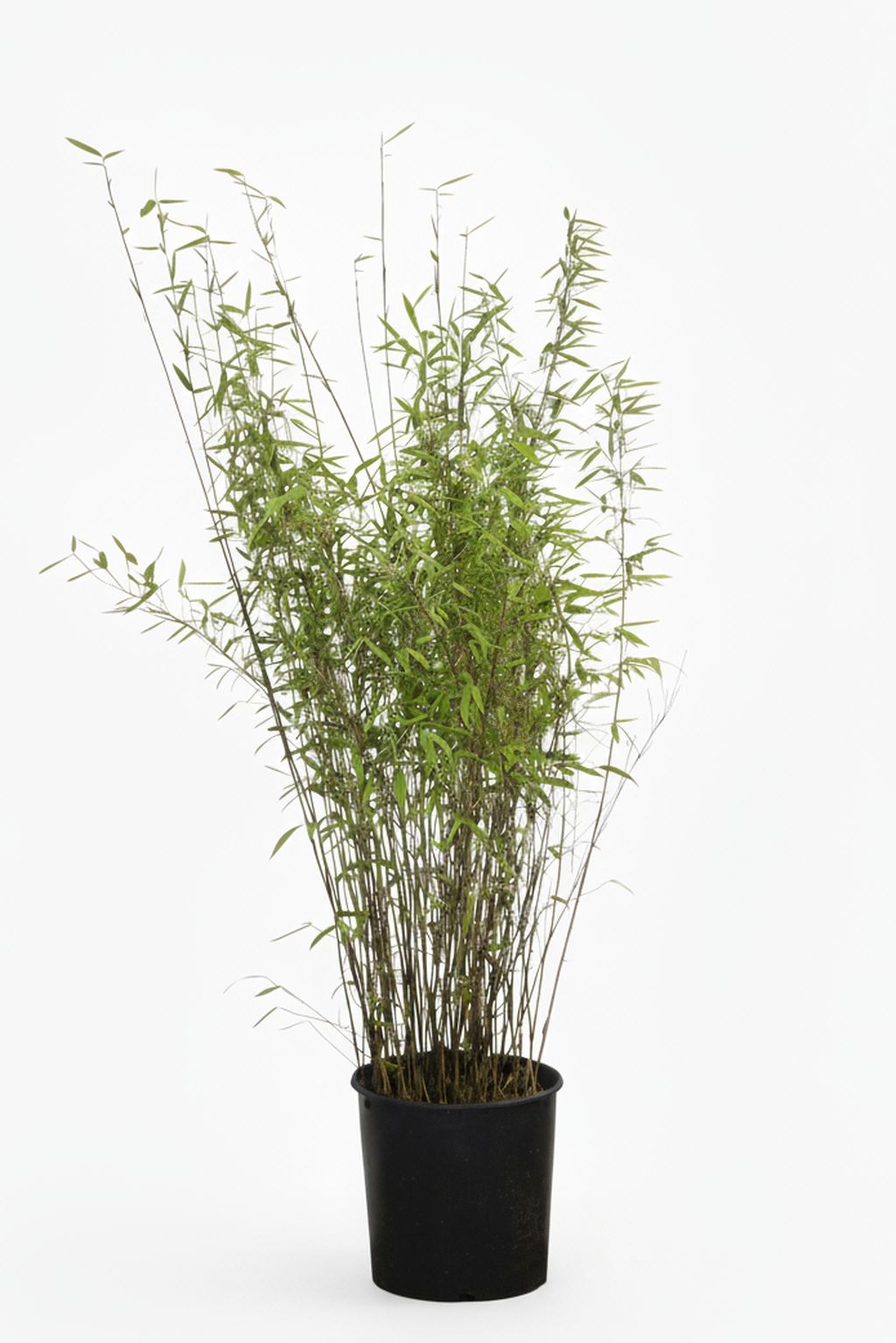 Bambus-Dresden: Bambus Fargesia Nitida - 15 Liter - 120 cm - Ort: Dresden