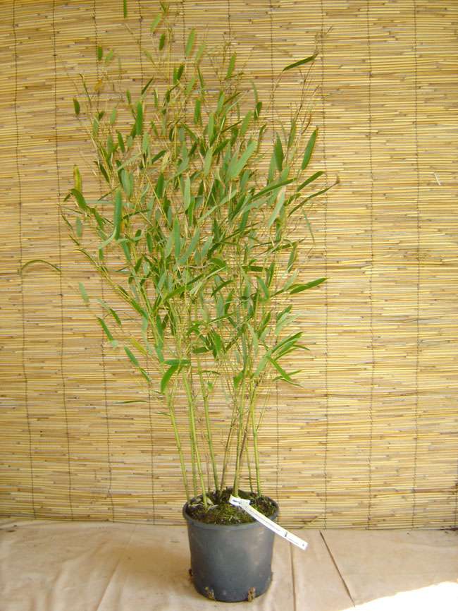 Bambus-Dresden: Phyllostachys heteroclada - Wasserbambus - Ort: Dresden