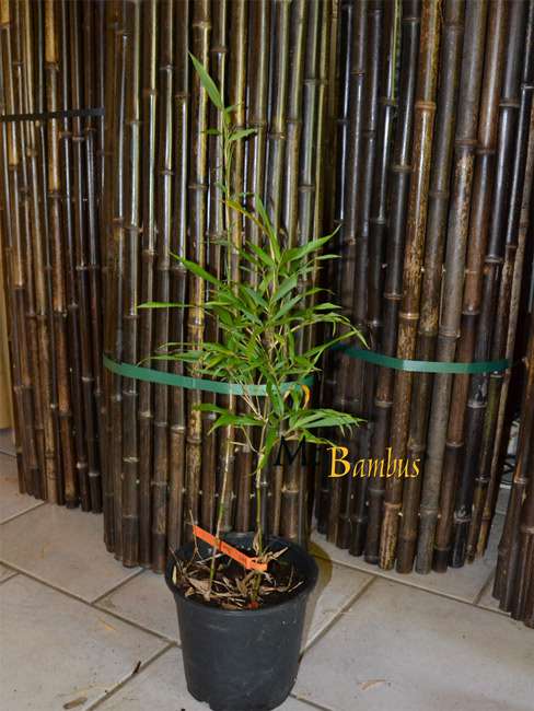 Bambus-Dresden: Chimonobambusa marmorea - Ort: Dresden