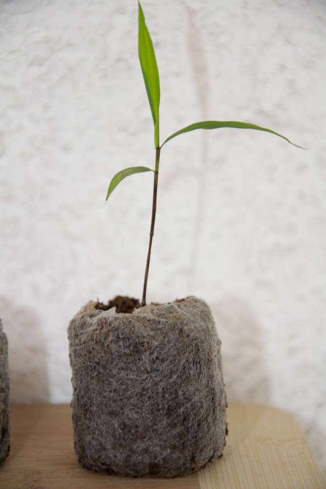 Bambus-Dresden: Phyllostachys pubescens Moso - S�mling - Ort: Dresden