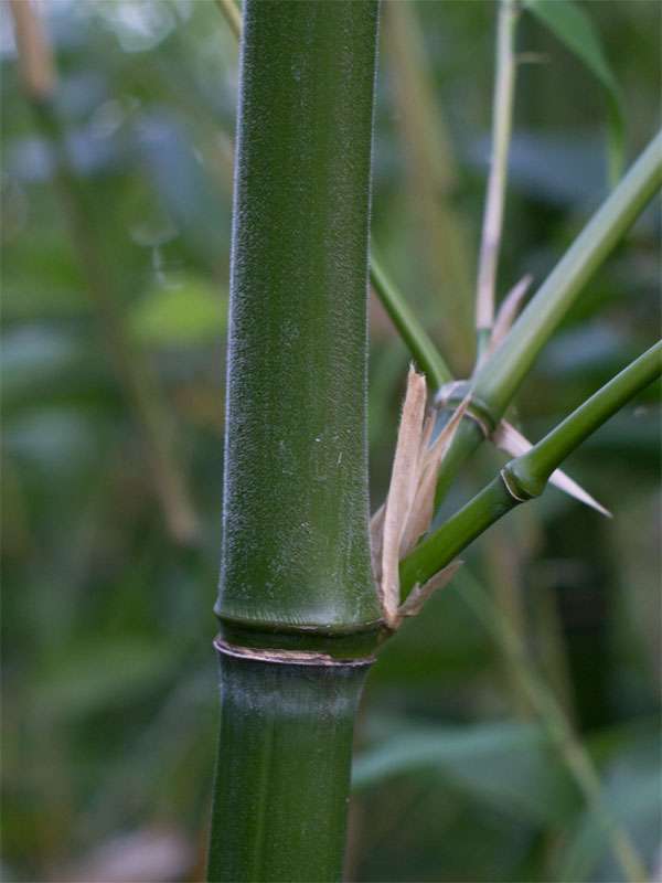 Bambus-Dresden: Halmdetail von Phyllostachys viridiglaucescens mit der typischen Bemehlung - Ort: Dresden