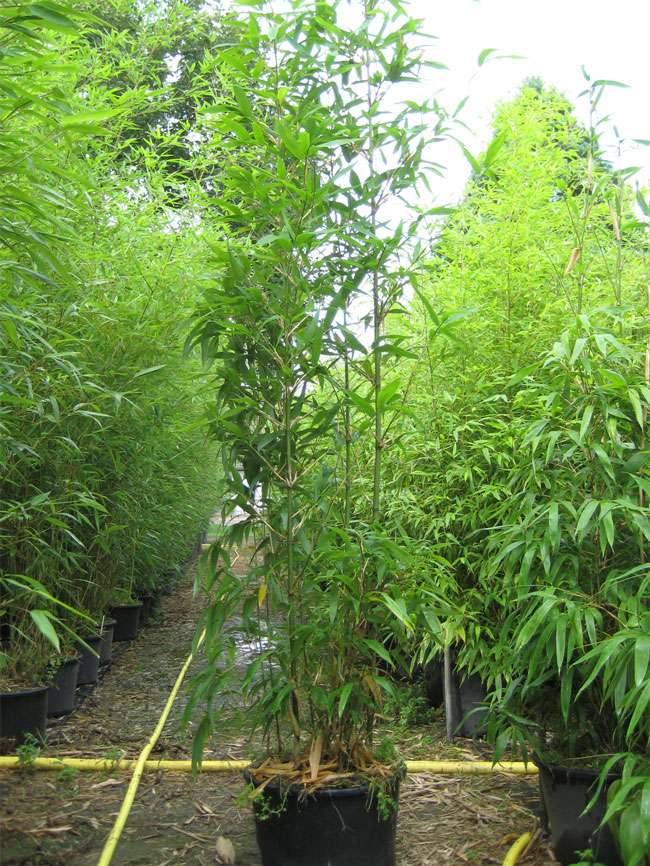 Bambus-Dresden: Semiarundinaria fastuosa  - 20 Liter Topf - Ort: Dresden