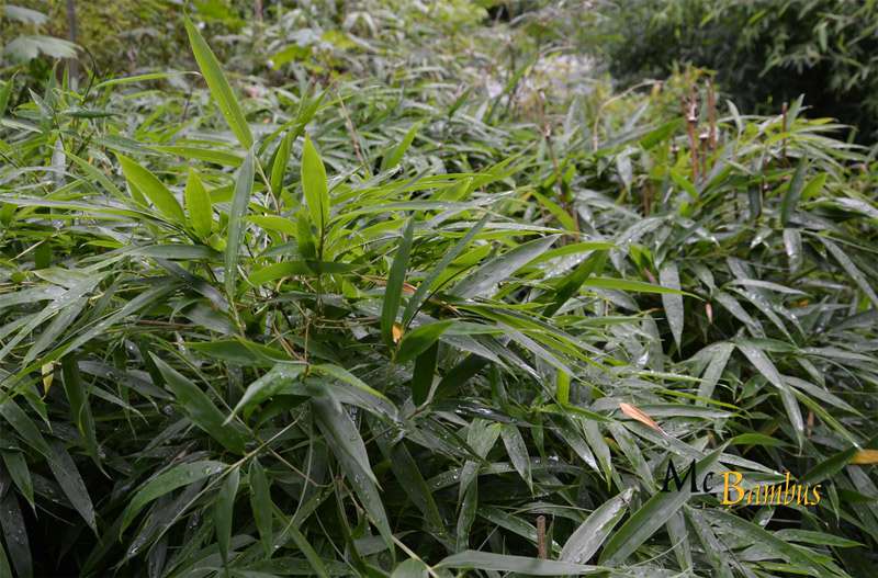 Bambus-Dresden: Chimonobambusa tumidinoda Hain - Ort: Dresden