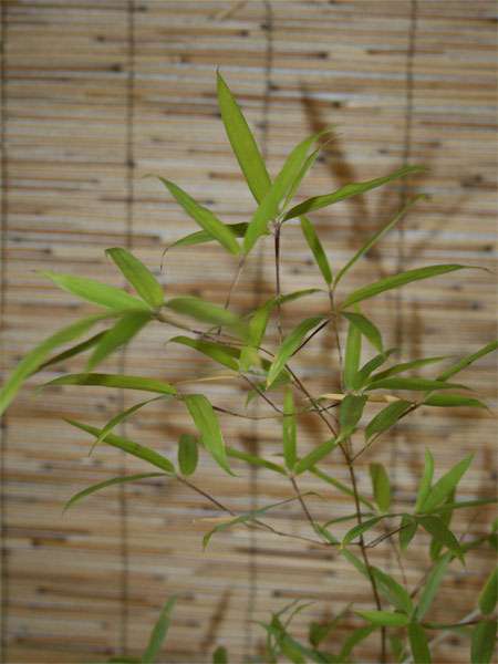 Bambus-Dresden: Phyllostachys decora - Ort: Dresden