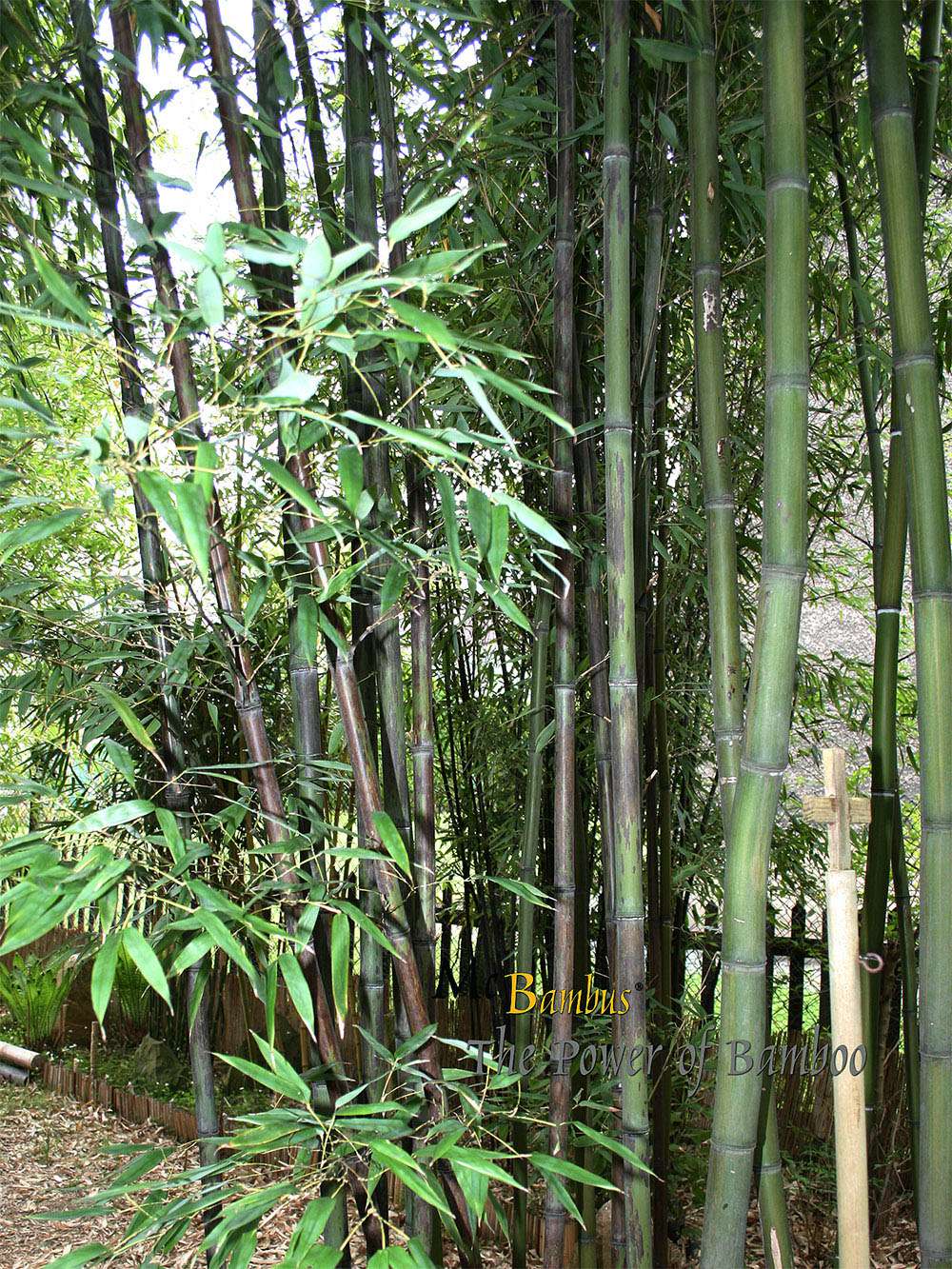 Bambus-Dresden: Bambushain mit Phyllostachys nigra Boryana - Ort: Dresden
