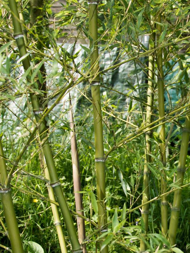Bambus-Dresden: Halmdetailansicht von Phyllostachys parvifolia mit dem charakteristische Halmreif unterhalb der Nodie - Ort: Dresden