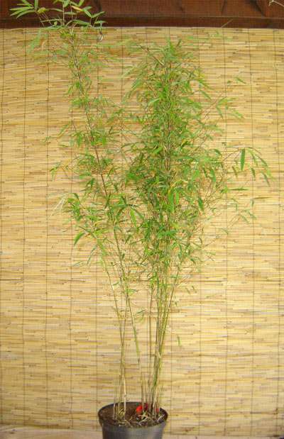 Bambus-Dresden: Borinda angustissima mit einer Pflanzenh�he 120 cm - Ort: Dresden