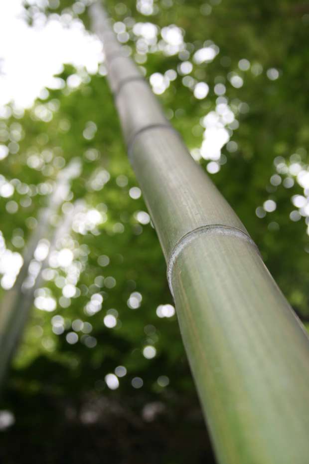 Bambus-Dresden: Phyllostachys vivax McClure - Ort: Dresden